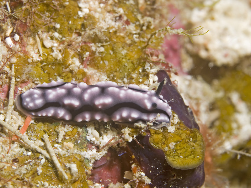 Wart slug, Mabul, Stingray City